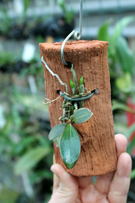 Aerangis fuscata.jpg