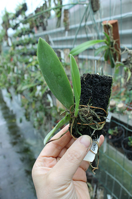 Trichocentrum tigrinum.jpg