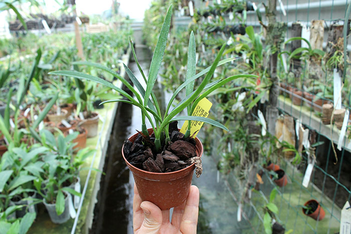 Maxillaria schunkeana.jpg