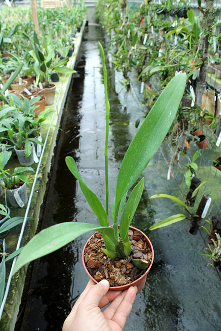 Beallara Smile Eri.jpg