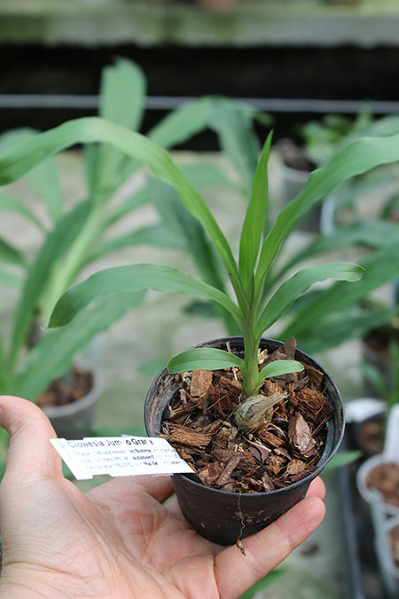 Clowesia Jumbo Grace 'Jumbo Orchids'.jpg