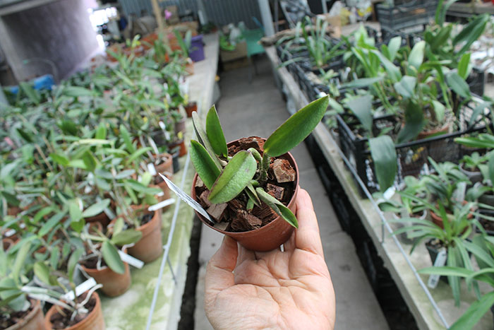 Laelia alaori escura II x Laelia alaori escura.jpg