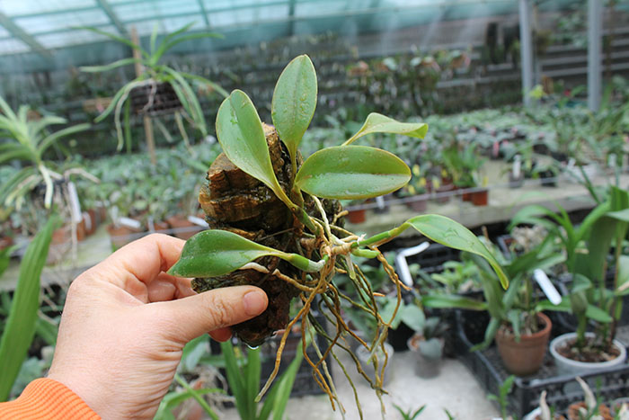 Laelia praestans.jpg