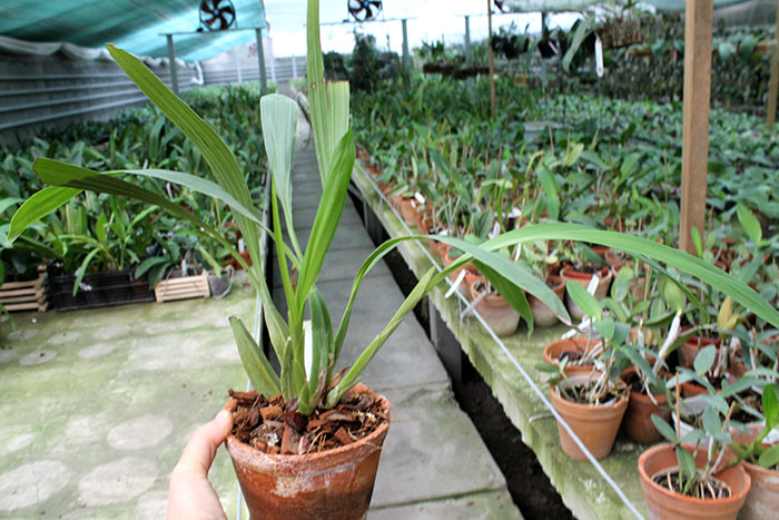 Coelogyne merrillii.jpg