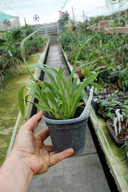 Oncidium Twinkle 'Red Fantasy'.jpg