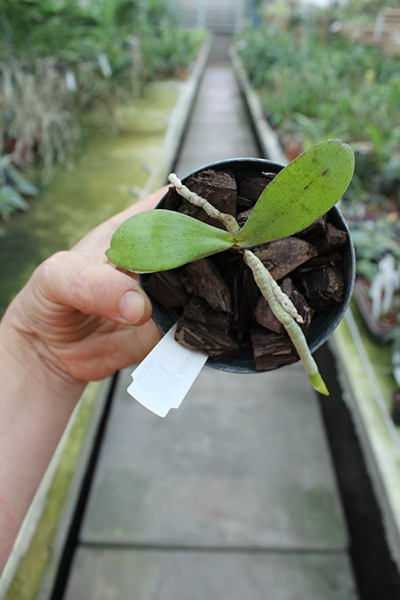 Aerangis kotschyana.jpg