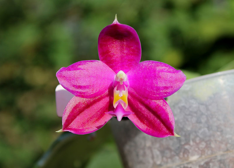 Phalaenopsis Jennifer Palermo 'C1 type'.jpg