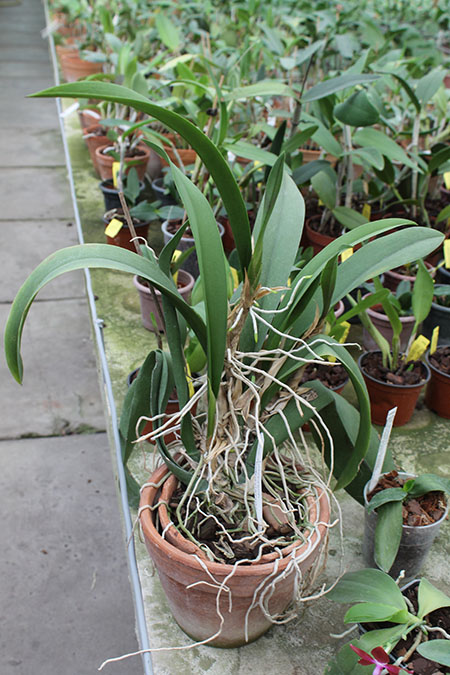 lanceanum x kramerianum.jpg