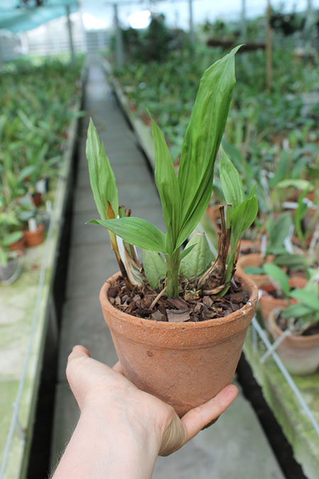 Lycaste linguella.jpg