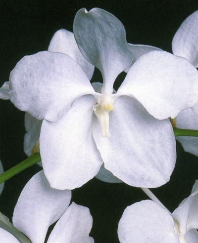 Vanda coerulea.jpg