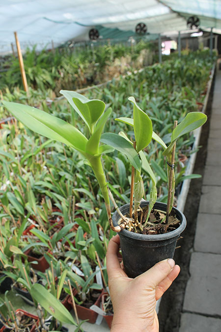 Cattleya skinneri 'Casa Luna'.jpg