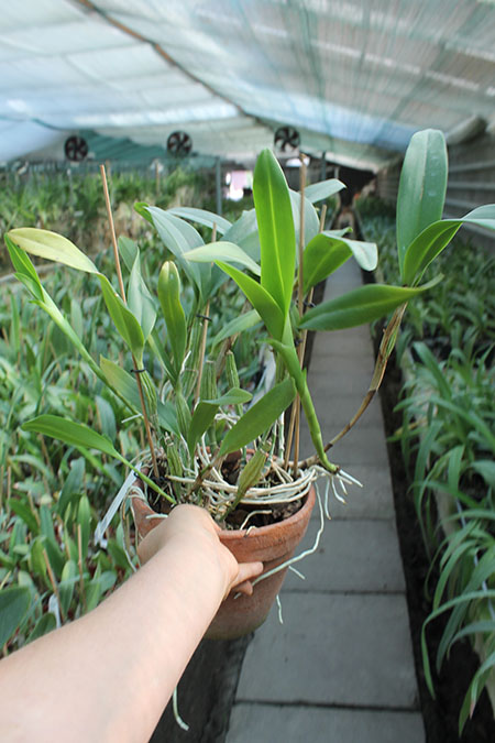 Cattleya skinneri.jpg