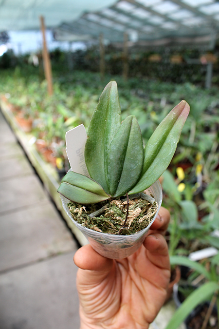 Phalaenopsis lowii.jpg