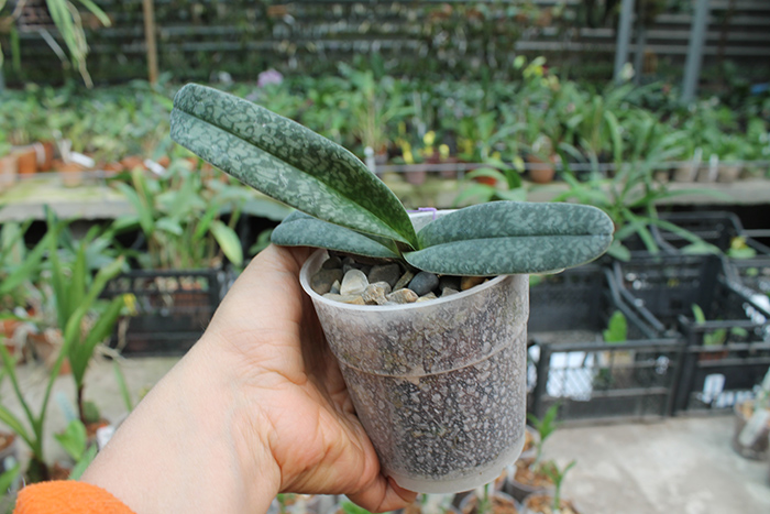 Paphiopedilum ang-thong 'Sogo' x Paphiopedilum concolor alba 'Golden Emperor'.jpg