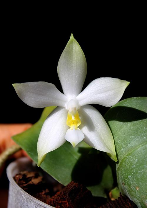 Phalaenopsis violacea alba 'Wanchiao Jungle White'.jpg