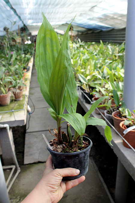 Lycaste Fire Bird.jpg