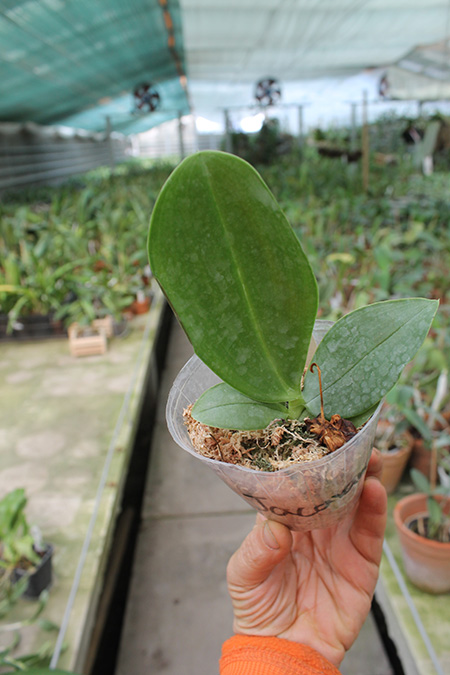 Phalaenopsis Zheng Min Jacaranda.jpg