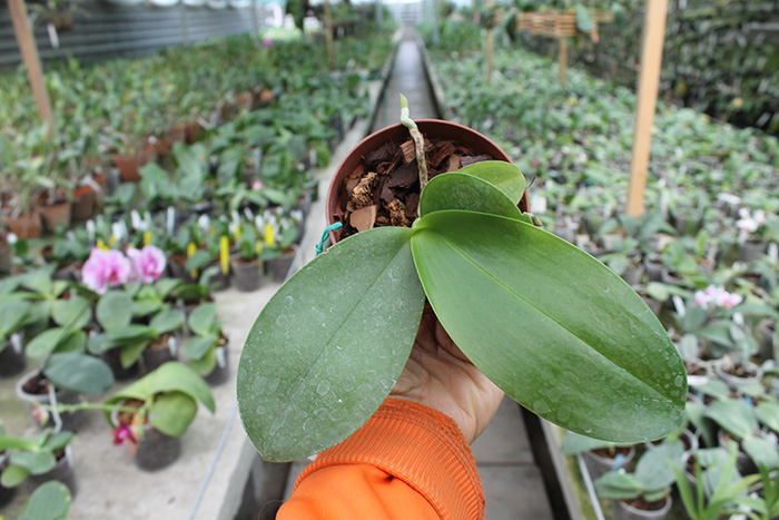 Phalaenopsis (Ching Her Buddha x Mituo Sun) x Chingrue’y Beauty.jpg