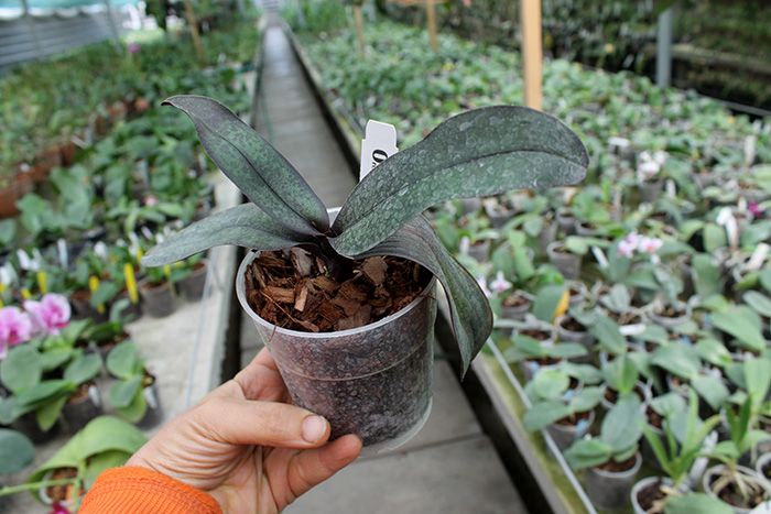 Phalaenopsis stuartiana var nobilis.jpg