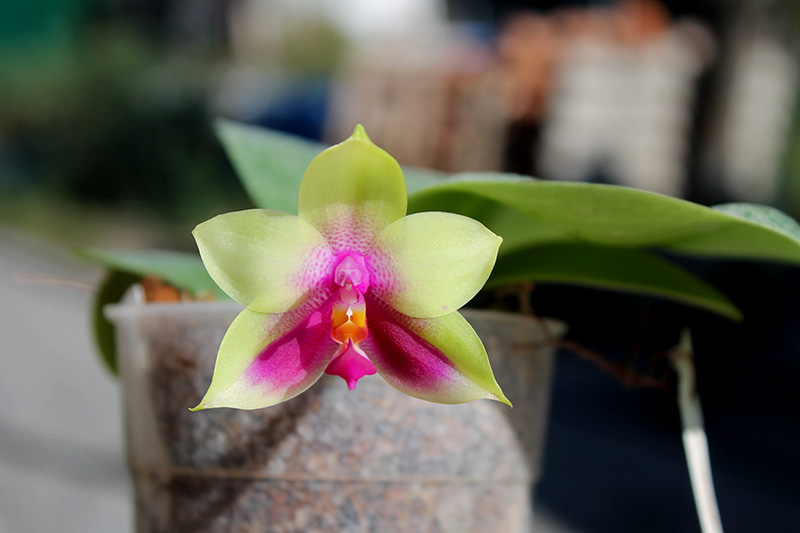 Phalaenopsis Mituo Prince x bellina.jpg