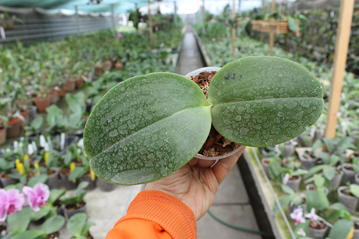Phalaenopsis gigantea x Mituo Coral Mambonosa.jpg