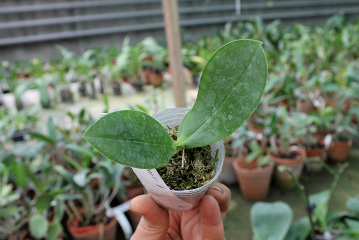 Phalaenopsis Ld's Bear King x gigantea.jpg