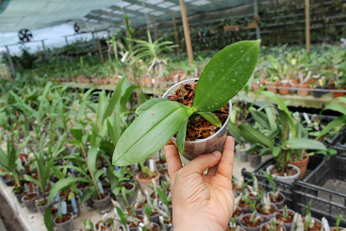 Phalaenopsis hieroglyphica var flava.jpg