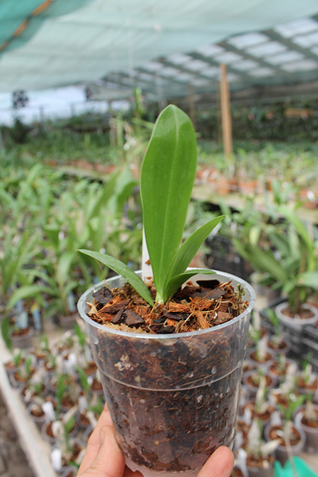 Phalaenopsis corningiana.jpg