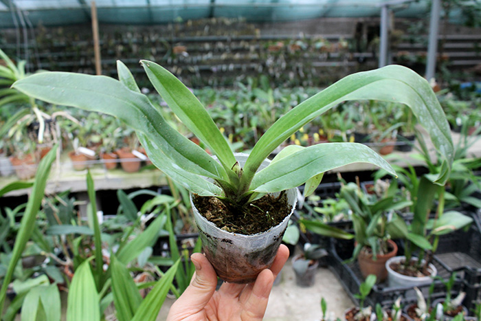 Paphiopedilum spicerianum.jpg