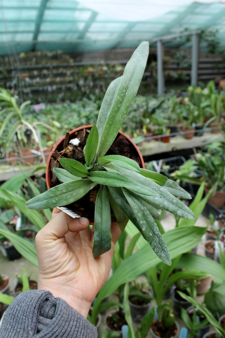 Paphiopedilum charlesworthii.jpg
