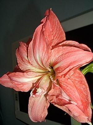 Это второе цветение, поэтому стрелка такая маленькая