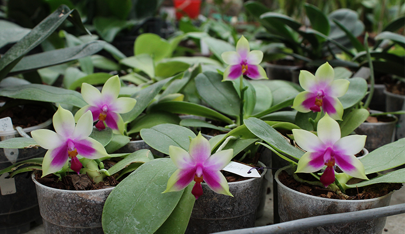 Phalaenopsis bellina AL.jpg