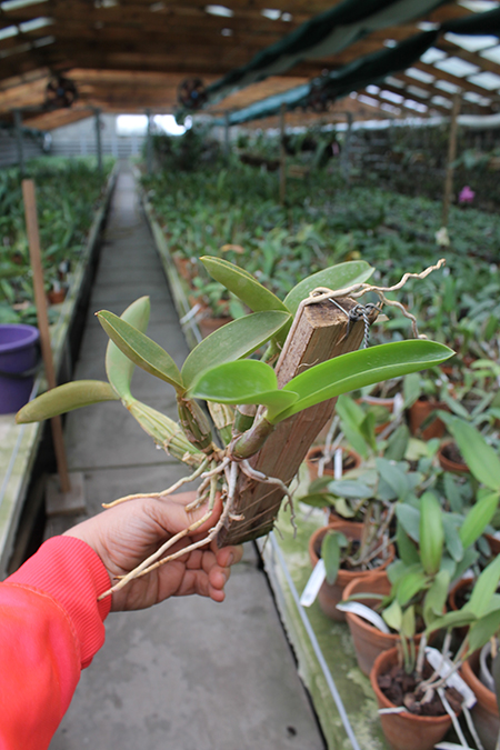 Cattleya nobilior.jpg
