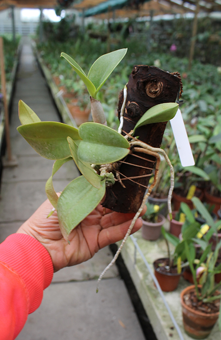Cattleya nobilior coerulea 'Pledge' x 'Buna Blue'.jpg