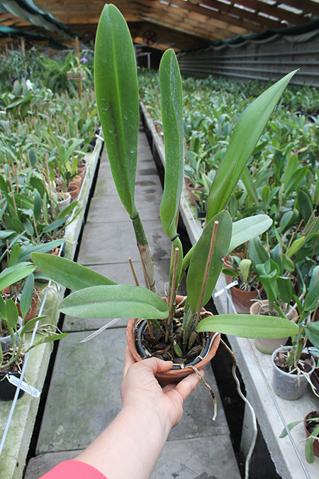 Potinara Chief Emperor 'Sunset'.jpg