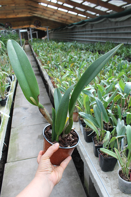Cattleya trianae coerulea.jpg