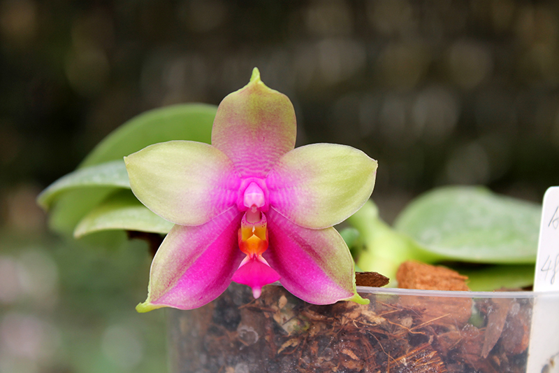 Phalaenopsis Mituo Prince x bellina.jpg
