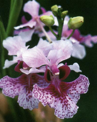 Vanda hookeriana.jpg