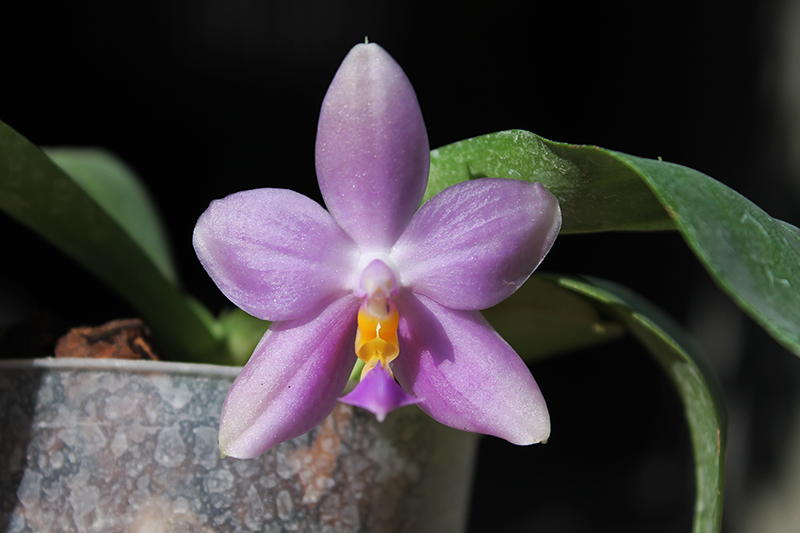 Phalaenopsis LD's Bear Queen x bellina blue.jpg
