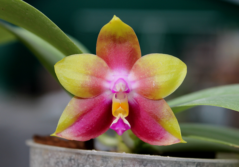 Phalaenopsis Ld's Bear King 'YKY' x Hawaii Dragon Girl 'DT-1'.jpg