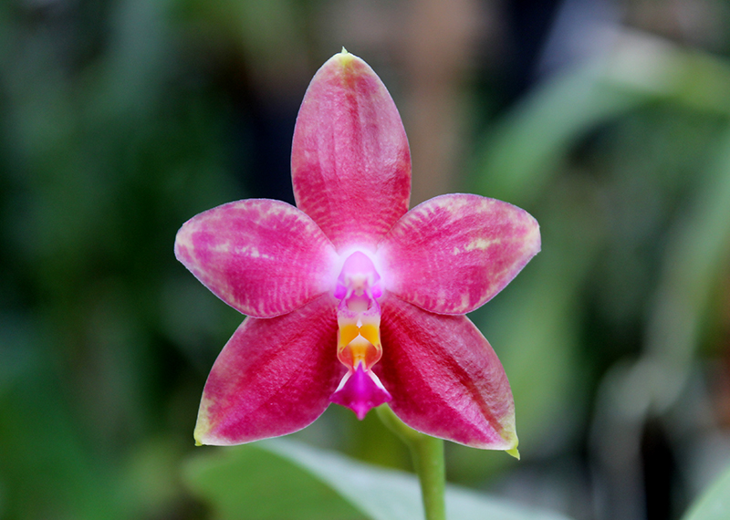 Phalaenopsis amboinensis yellow x violacea indigo.jpg