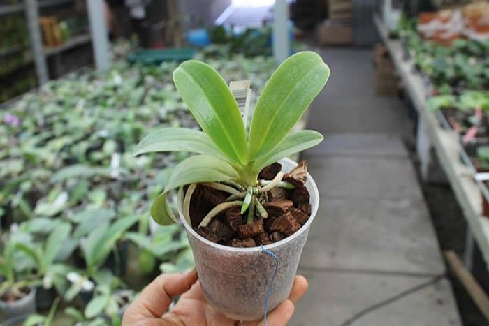 Phalaenopsis pulchra.jpg