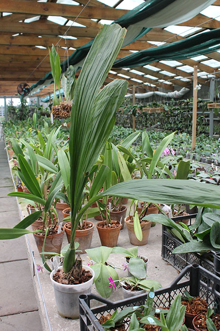 Peristeria pendula.jpg