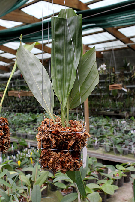 Embreea rodigasiana.jpg