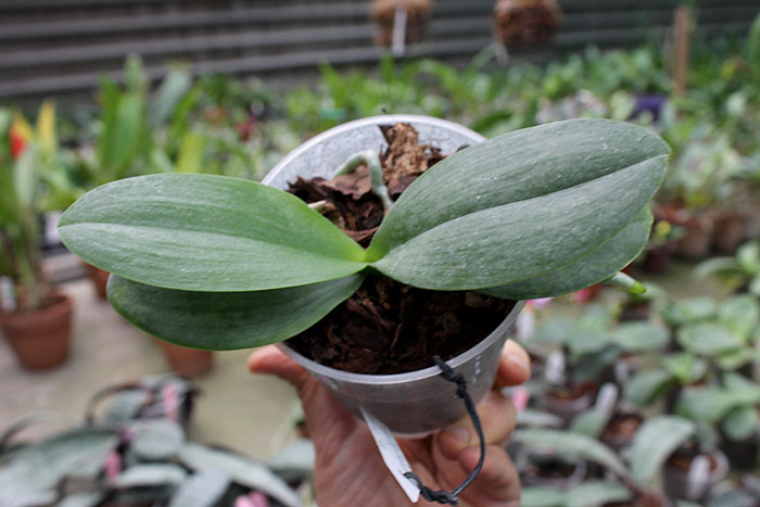 Phalaenopsis Ching Her Buddha x Mituo Sun.jpg