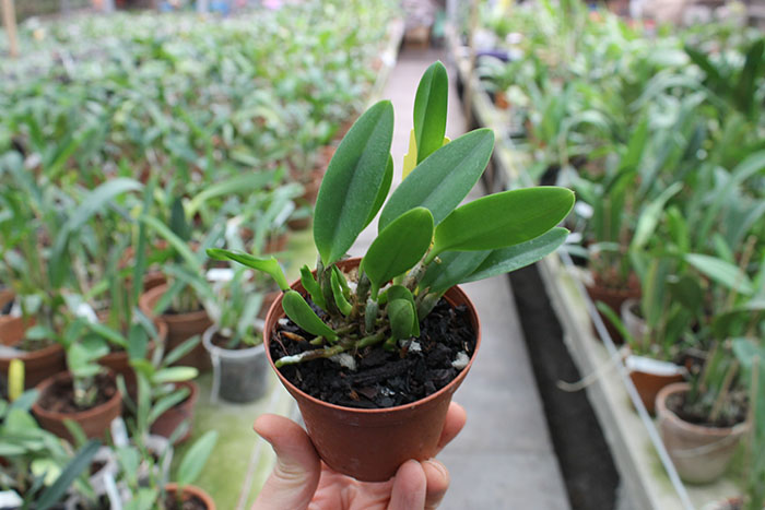 Laelia pumila 'Black Diamond'.jpg