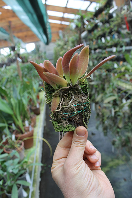 Trichocentrum pulchrum.jpg