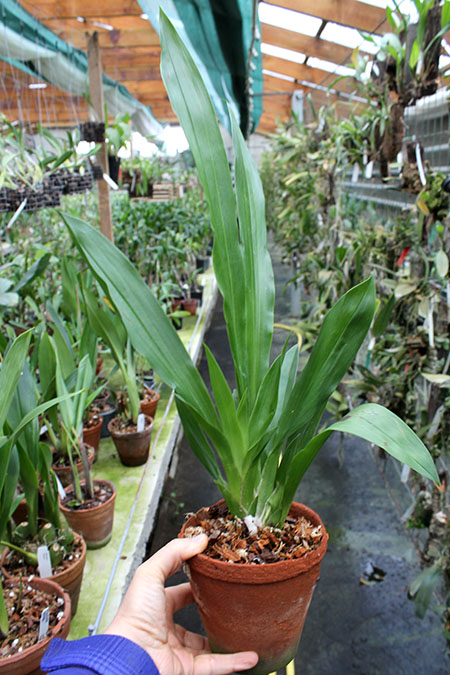 Pescatoria klabochorum.jpg