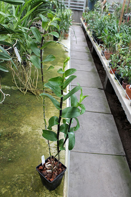 Epidendrum schumannianum.jpg