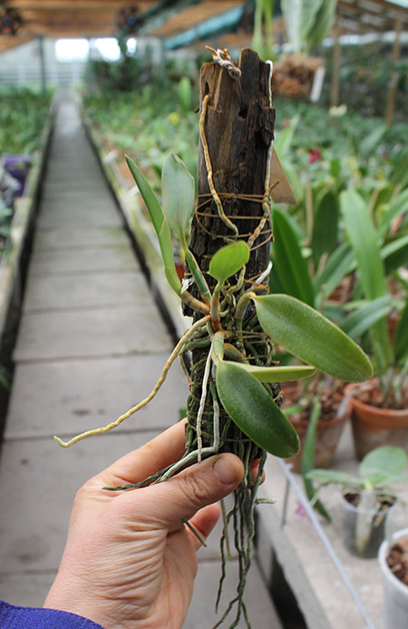 Laelia pumila tipo 'Ruby Queen' x Laelia pumila tipo 'Madrugada' (Z-15).jpg